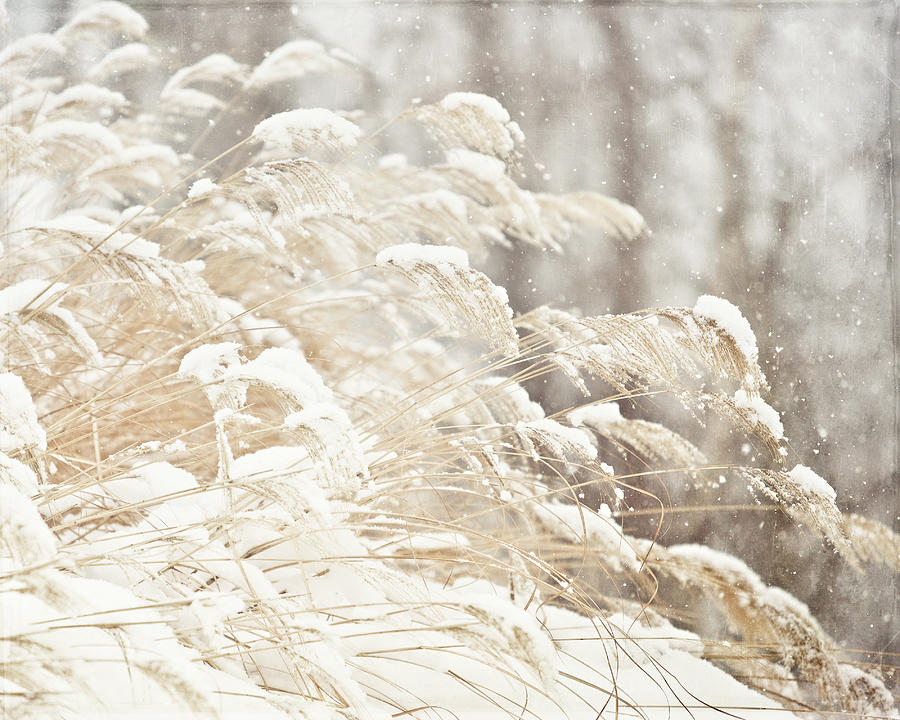 Winter Photograph - Golden Snowgrass Winter Photography by Lisa R