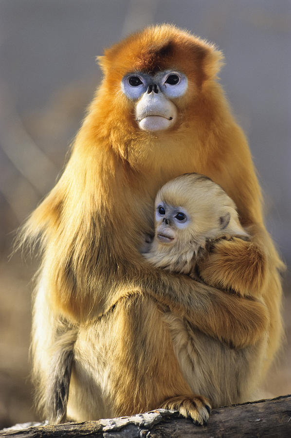 Adult Photograph - Golden Snub-nosed Monkey And Baby China by Konrad Wothe