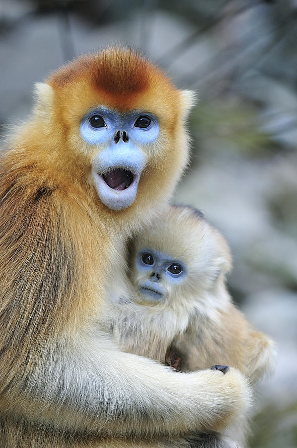 Golden Snub-nosed Monkey And Young China Photograph by Thomas Marent