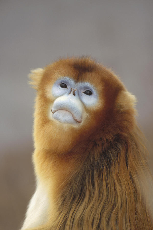 Golden Snub-nosed Monkey  China Photograph by Konrad Wothe