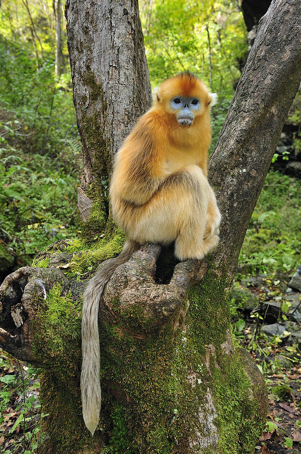 Golden Snub-nosed Monkey Juvenile China Photograph by Thomas Marent