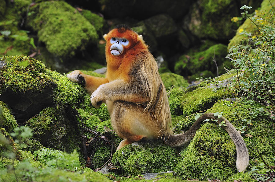 Golden Snub-nosed Monkey Male China Photograph by Thomas Marent