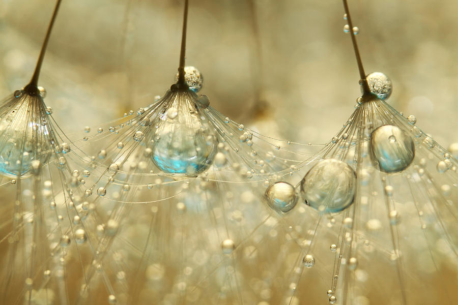 Dandelion Photograph - Golden Sparkles by Sharon Johnstone