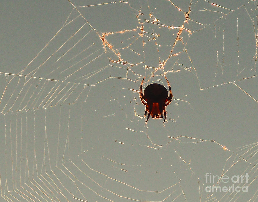 Golden Spider Photograph by Cheryl Del Toro