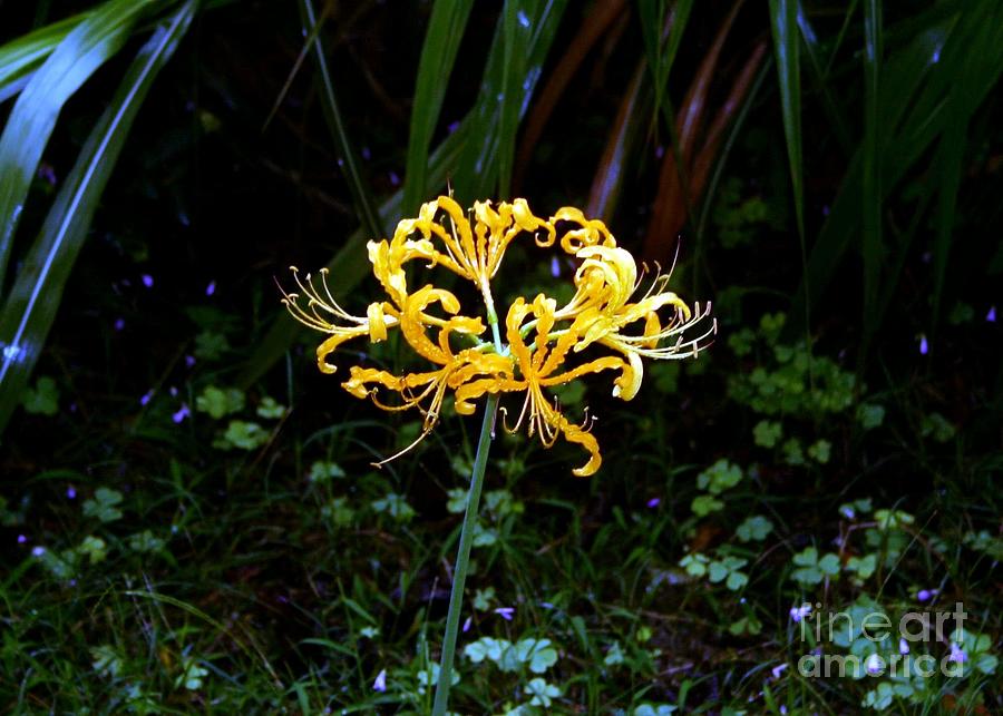 Golden Spider Lily Photograph by Barbie Corbett-Newmin