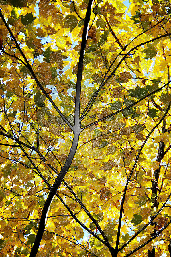 Fall Photograph - Golden Splendor by Heather Fox