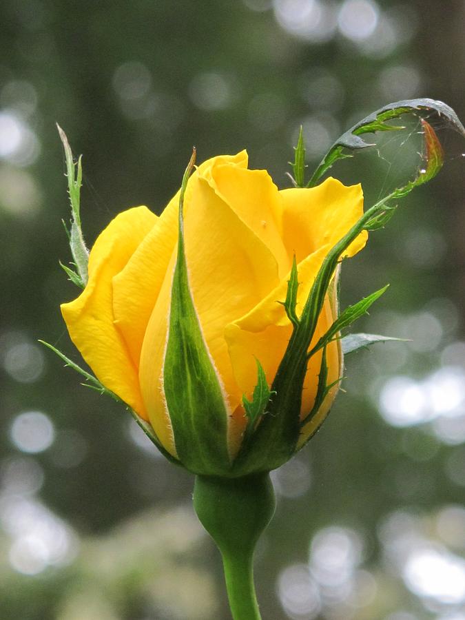 Flower Photograph - Golden Splendor Rosebud by Pat Yager