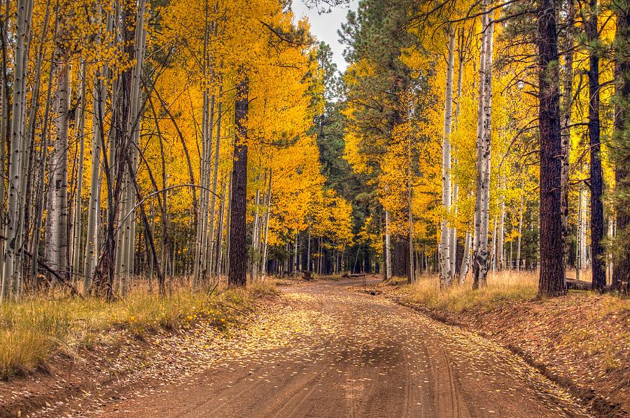 Flagstaff Fall Color Photograph by Tam Ryan