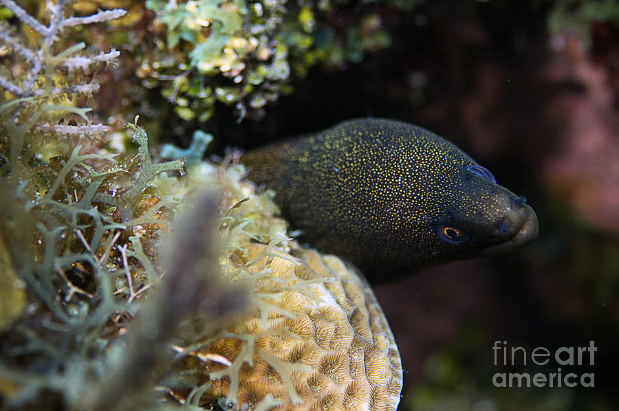 Golden Spotted Moray Eel Photograph by JT Lewis