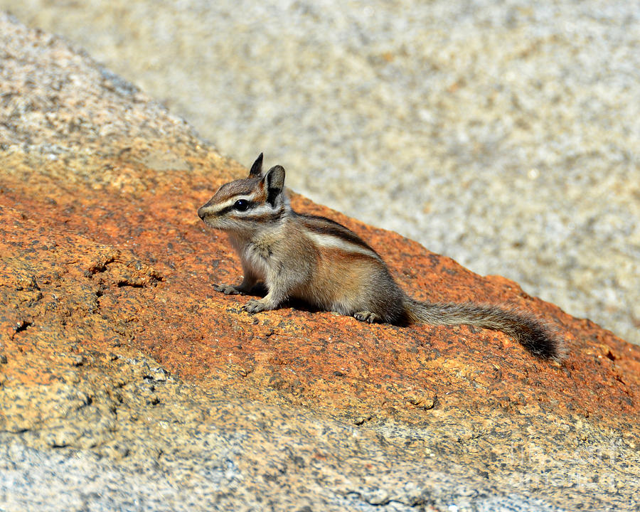 Golden Squirrel on Rock Photograph by Debra Thompson