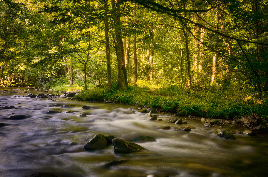 Golden Stream Photograph by Joseph Anderson - Fine Art America