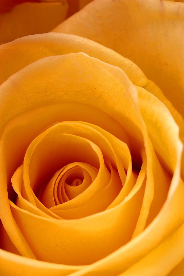 Golden Strike Rose Photograph