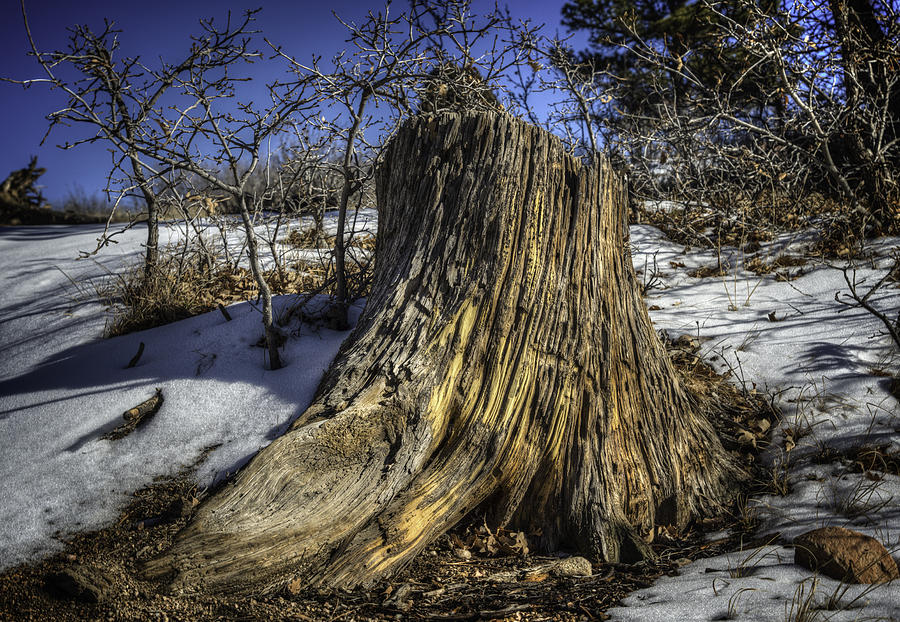 Golden Stump Photograph by David Waldrop