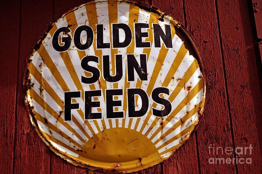 Vintage Photograph - Golden Sun Feeds by Tikvahs Hope