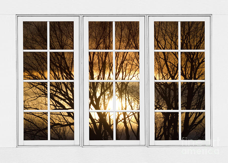 Tree Photograph - Golden Sun Silhouetted Tree Branches White Window View by James BO Insogna