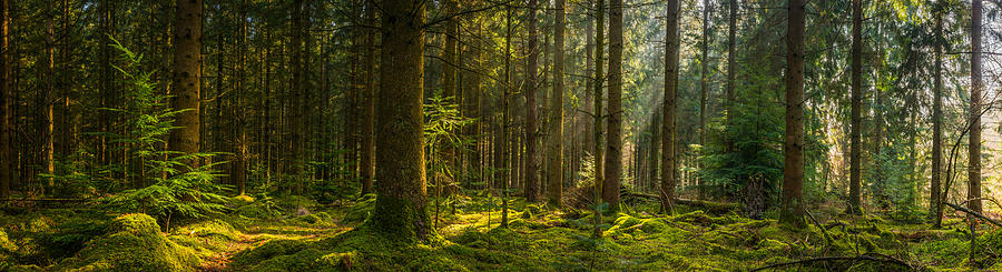 Golden sunbeams illuminating idyllic mossy forest glade wilderness woodland panorama Photograph by fotoVoyager