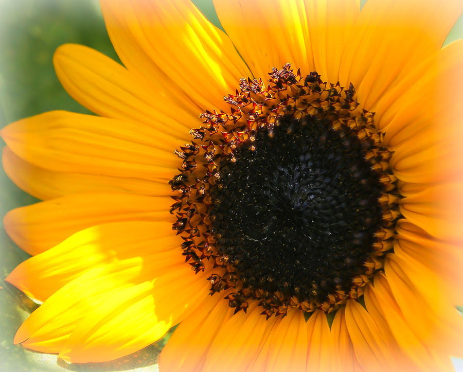 Golden Sunflower Photograph By Athena Mckinzie 8630