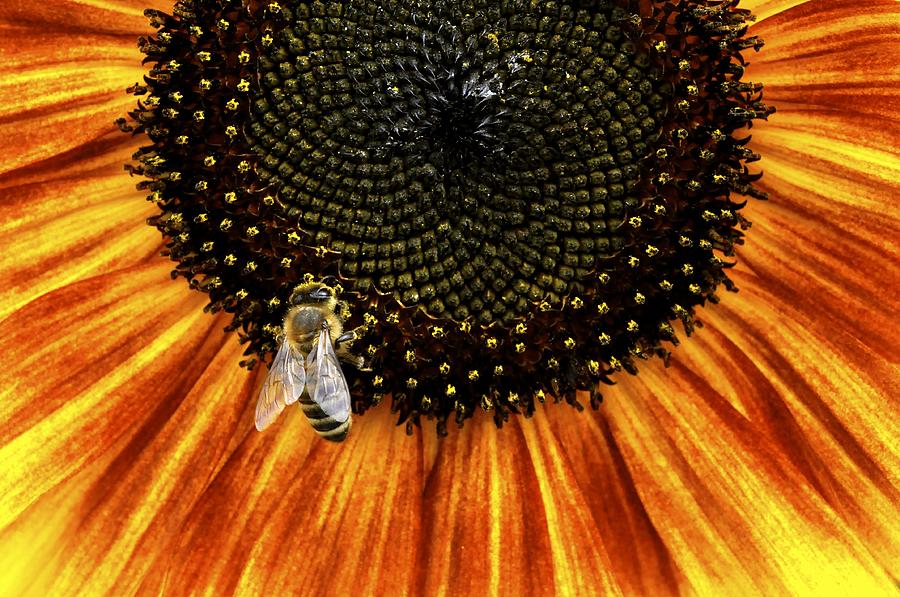 Golden Sunflower Photograph by Cathy Mahnke
