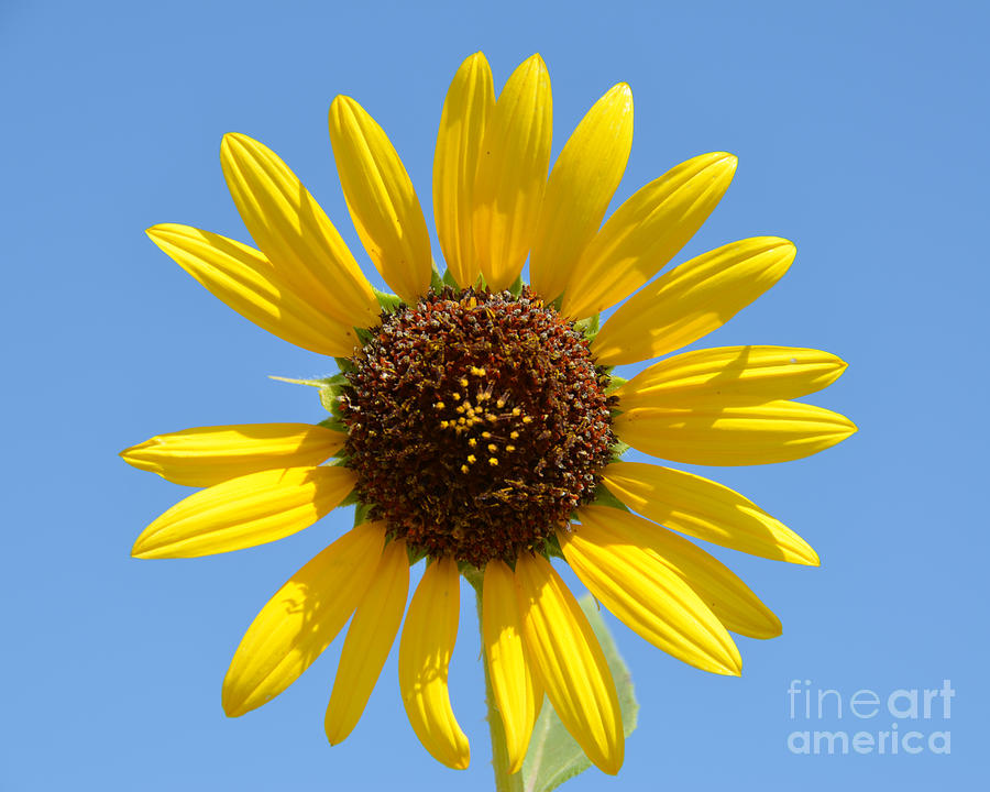 Golden Sunflower Photograph by Debra Thompson