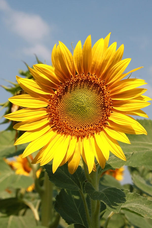 Golden sunflower Photograph by Diana Dimitrova | Fine Art America