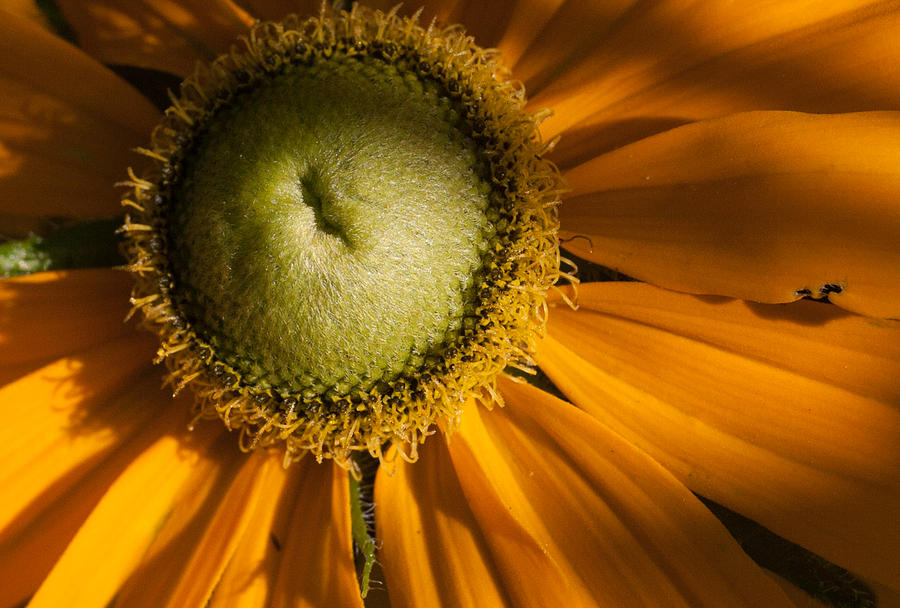Golden sunflower Photograph by Jeff Folger