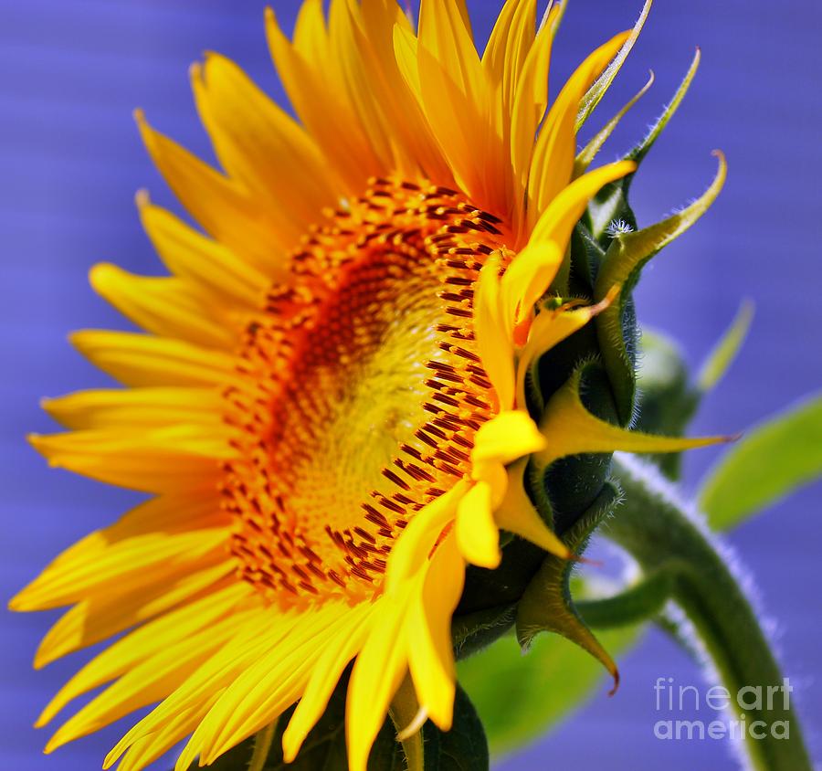 Sunflower Photograph - Golden Sunflower by Judy Palkimas