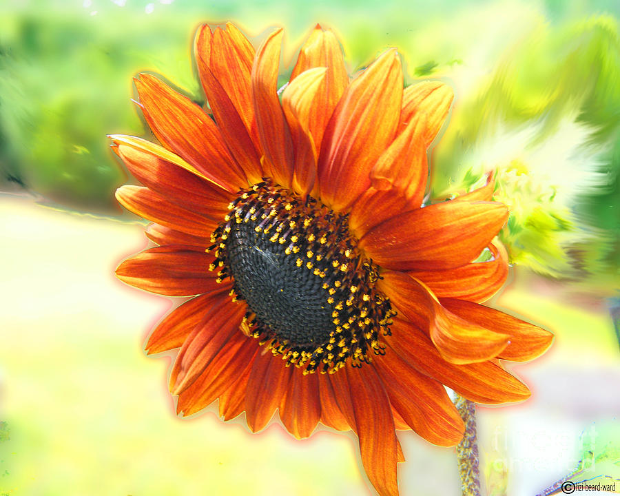  Sunflower 9 Digital Art by Lizi Beard-Ward