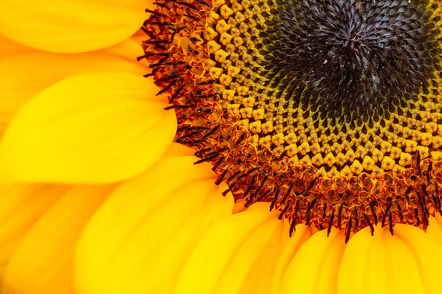Golden Sunflower Photograph by Zev Steinhardt