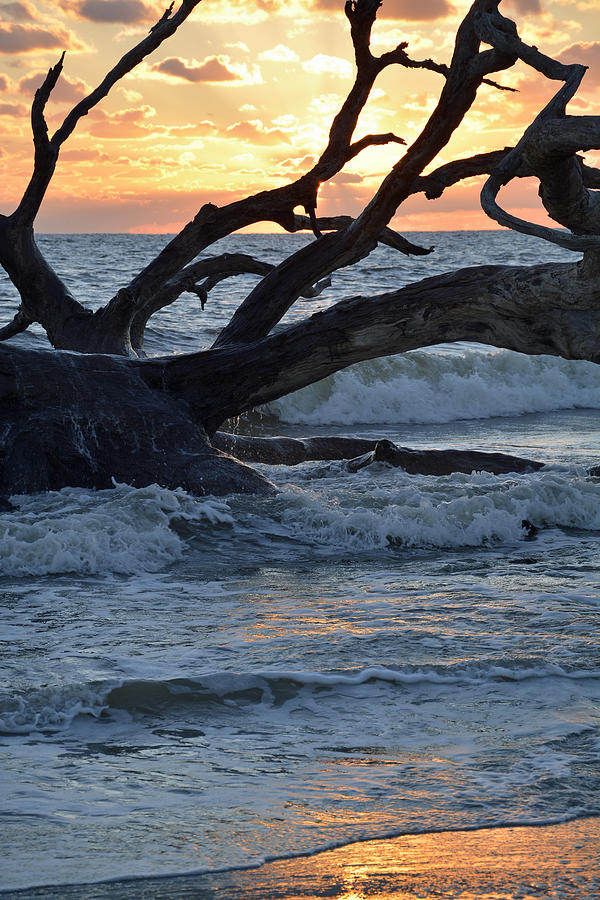 Golden Sunrise on Jekyll Islands Driftwood Beach 01 Photograph by Bruce Gourley