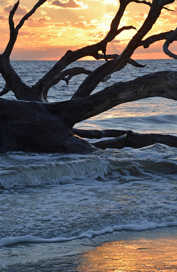 Golden Sunrise on Jekyll Islands Driftwood Beach 02 Photograph by Bruce Gourley