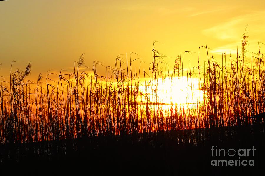 Golden Sunrise Photograph by Scott Cameron