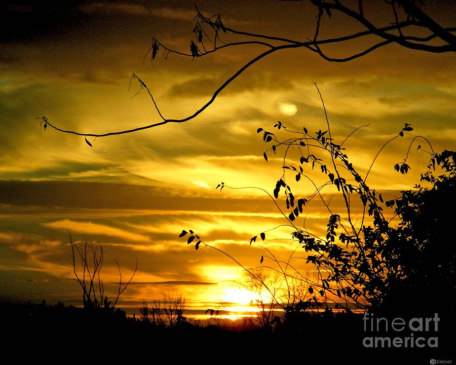 Golden Sunset 61 Photograph by Lizi Beard-Ward