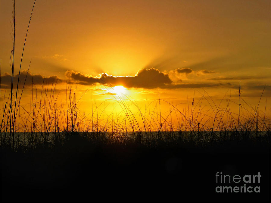    Tropical Golden Sunset  Photograph by Elaine Manley