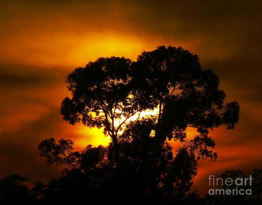 Sunset Photograph - Golden Sunset... by Nina Stavlund
