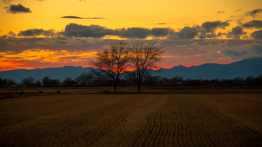 Golden Sunset Over Field Photograph