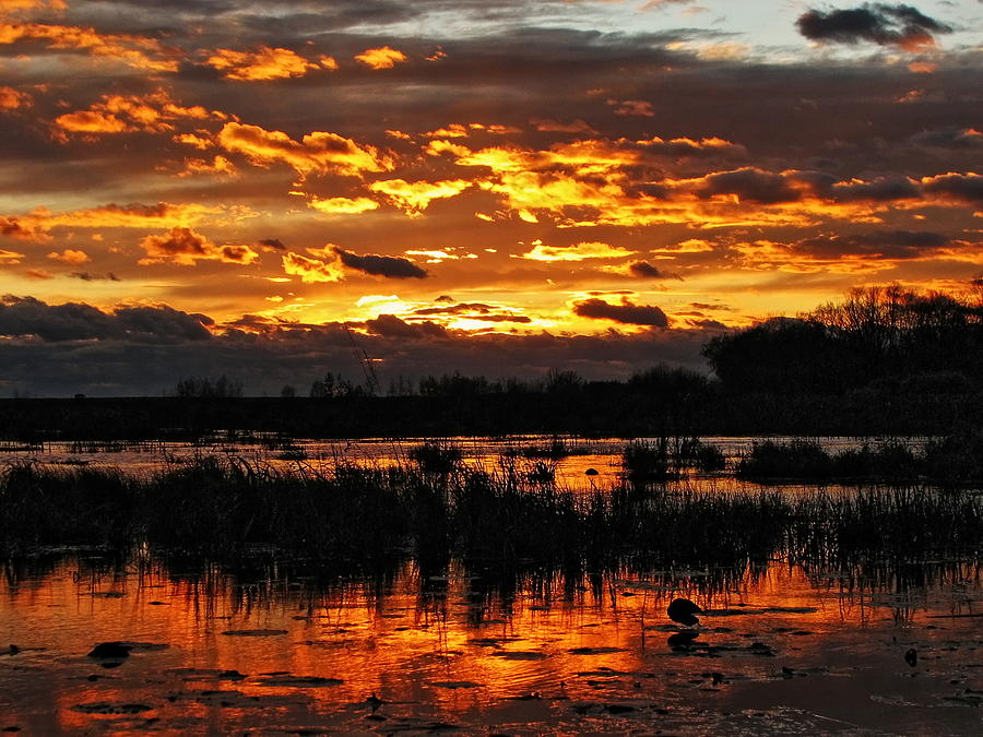 Golden Sunset Over The Pond Photograph by Dale Kauzlaric