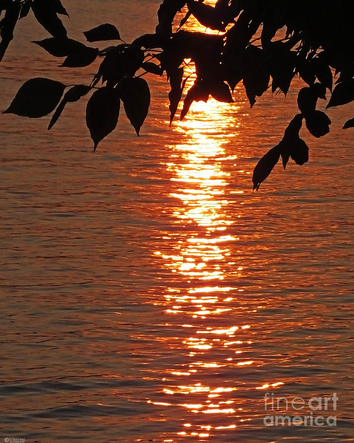 Golden Sunset Reflection Lake Pleasant NY Photograph by Lizi Beard-Ward