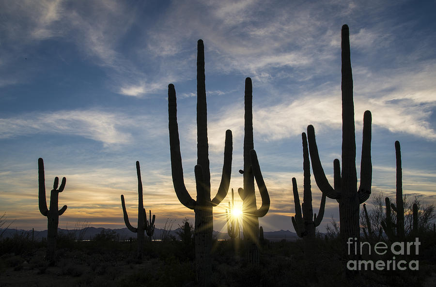 Saguaro National Park Photograph - Golden Sunset - Saguaro National Park by Sandra Bronstein