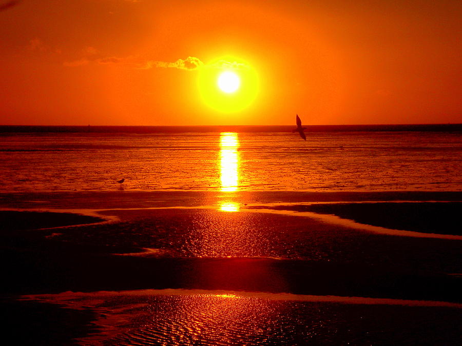 Golden Sunset Photograph by Steve Kearns