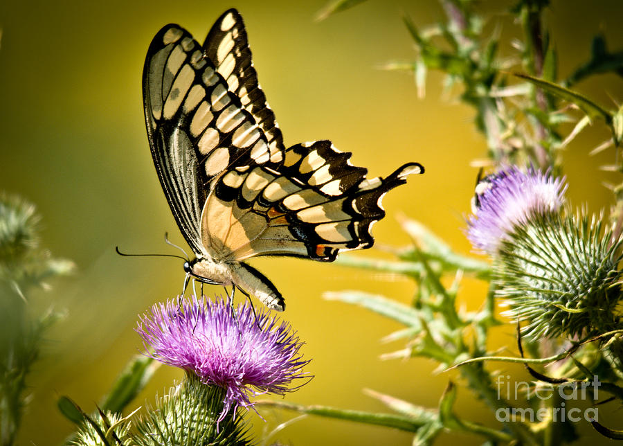 Golden Swallowtail Photograph by Cheryl Baxter