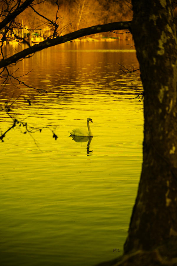 Golden Swan Photograph by Karol Livote