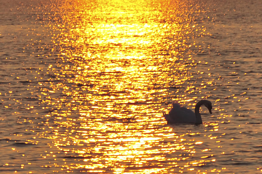 Golden Swan Photograph by Terry DeLuco