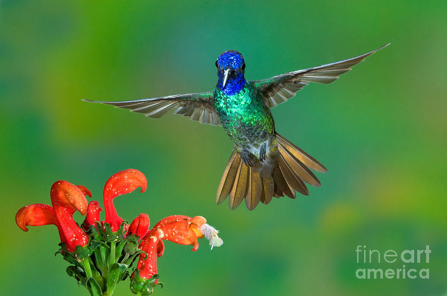 Golden-tailed Sapphire At Flower Photograph by Anthony Mercieca