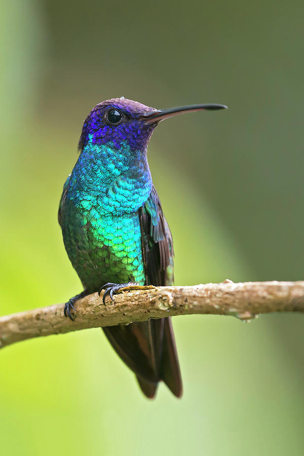 Golden-tailed Sapphire Photograph by Juan Jose Arango | Fine Art America