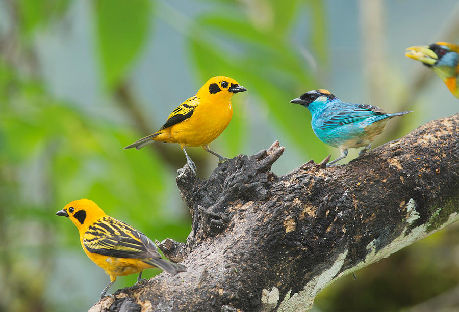 Golden Tanagers And Golden-naped Tanager Photograph by Dan Suzio