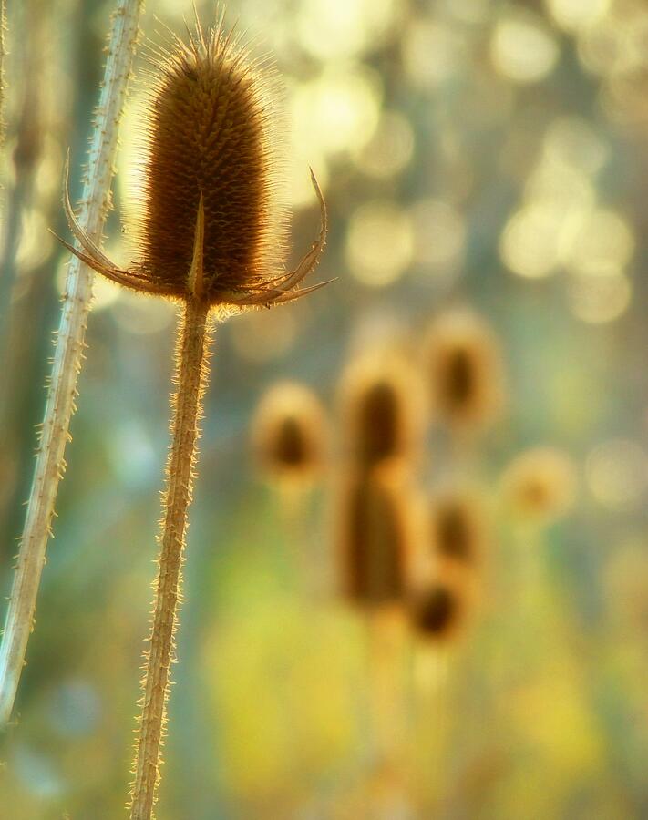 Nature Photograph - Golden Teasels by Gothicrow Images