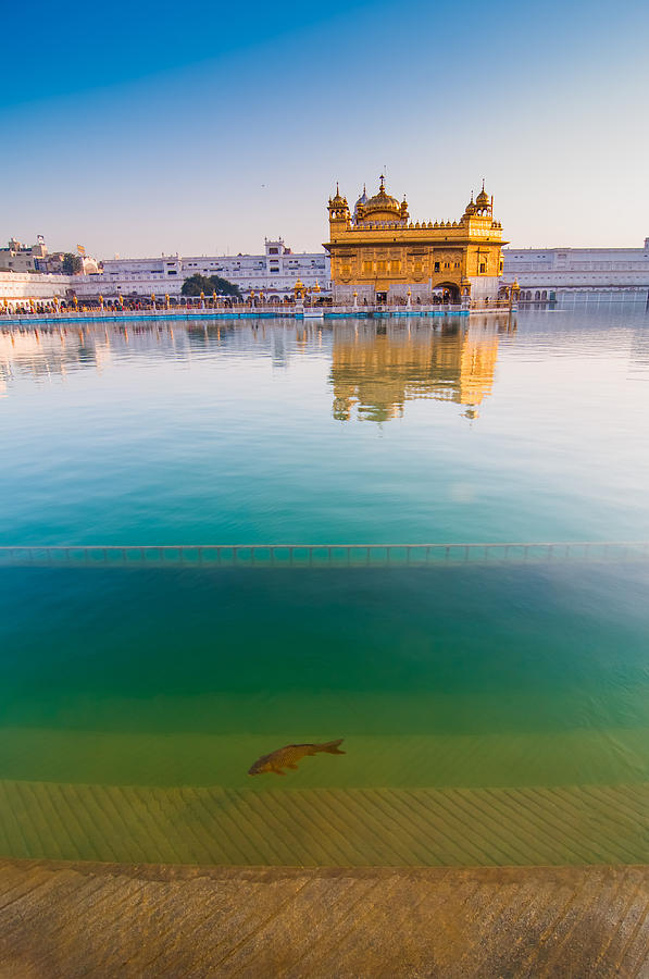 Golden Temple with fish Photograph by Abhinav Sah