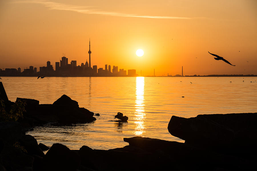 Bird Photograph - Golden Toronto Skyline at Sunrise by Georgia Mizuleva