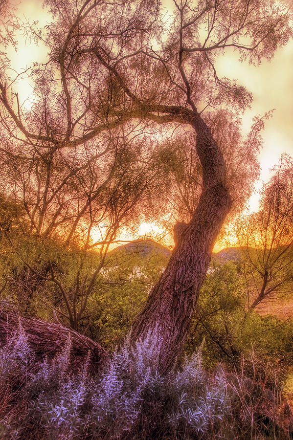 Tree Photograph - Golden Tree at the Quartz Mountains - Oklahoma by Jason Politte