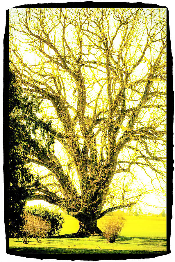 Tree Photograph - Golden Tree by Craig Perry-Ollila